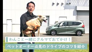 【車酔い対策！】わんこの車酔いを克服してドライブを楽しもう！