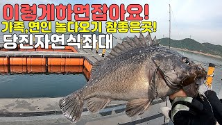 (왜목마을좌대낚시) 자꾸 생각나서 미칠것 같아요!  잘나오구,잼나구,편해서 좋아요!