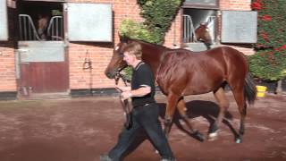 Tattersalls Book 2 Lot 1037: Exceed And Excel ex Always On My Mind