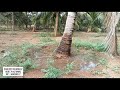 270. THENI DIST.BODINAYAKANUR RASINGAPURAM 7 ACRE 80 CENTS COCONUT FARM for SALE