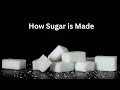 The Sweet Journey of Sugar:  From Field to Pantry!