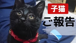 【ご報告】２つの大切なお知らせがございます！２匹子猫その後