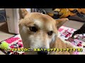 ママと猫のラブラブぶりにジェラシーを感じる柴犬ハナ shiba s jealousy