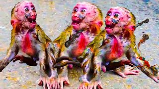 WhatHappened when mum stop hurt poor bb monkey | Big Rainbow...