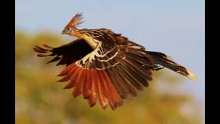 Opisthocomus hoatzin