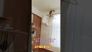 【頭脳明晰な猫】カーテンに登らせたくない主と登りたい猫の戦い。　#保護猫 #ねこのいる生活 #funny