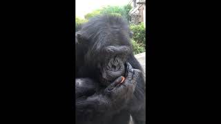 チンパンジー20210521ニンジン／Chimpanzees eating donated carrots( taken on May 21, 2021).