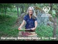 Harvesting Backstrap Sinew (and why it's a good idea to do so)