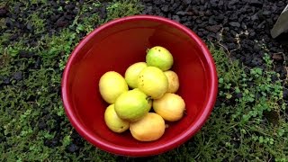 Harvesting Guavas, Bananas, and Coconuts | Psidium cattleyanum | Video