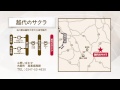 【古殿町　越代のサクラ】越代のサクラでパワーチャージ