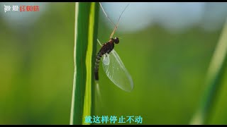 浮生一日，蜉蝣一世！齐秦这首《蜉蝣》包含寓意，表现堪称惊艳！