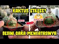 Begini!! Cara Mengembalikan Body Kaktus Astro Yang Stress atau Kempes