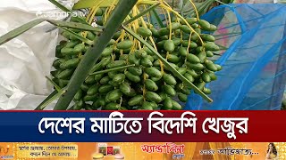 ফরিদপুরে সৌদি জাতের খেজুর চাষে সফল প্রবাসী দম্পতি | Faridpur detes | Jamuna TV