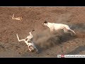 Rabbit Jumping Greyhound Coursing 2018 Dog Race