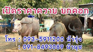 เปิดราคาควาย ยกคอก โทร : 093-5911200 น้ารุ่ง 091-8493089 น้านุช