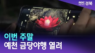 이번 주말 예천 금당야행 열려 / 안동MBC