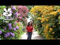 Blooming rhododendrons at Wentworth Castle Gardens