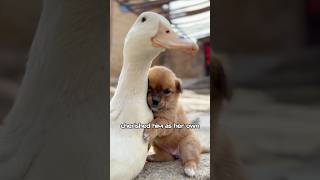 The motherless puppy found maternal love in the duck. #animals #cute #love