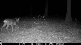 Pamber Forest camera trap Feb 2021