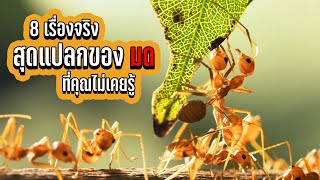 8 เรื่องจริงของ มด (Ants) - POCKA