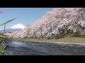 JAPAN FACTFILE: Sakura across Japan