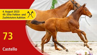 49th Verden Elite Foal -OnLive-Auction- Aug. 4th, No. 73 Castello by Casallco - Stakkato