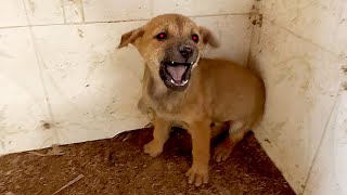 no one can touch this stray dog ​​|stray dog ​​tries to act fierce but cries when we adopt him