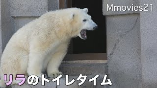 Polar Bears excrete ホッキョクグマ リラのトイレタイム