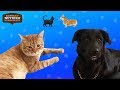 Couples Foster A Dog And A Cat At The Same Time // Presented by Nutrish