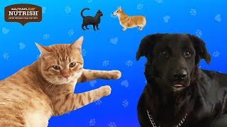 Couples Foster A Dog And A Cat At The Same Time // Presented by Nutrish