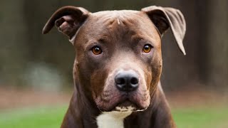 Pitbull Lab Mix Facts🐾🐕