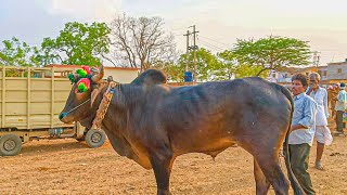 70939 37079 కంకోల్ అంగడి సంత తెలంగాణ 🐂  kamkole bulls market telangana sangareddy india