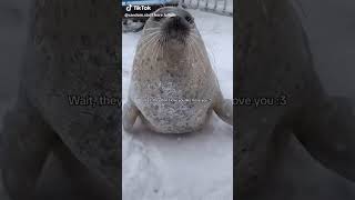 Seal dance with wait song😍#viralshort #cute#beautiful