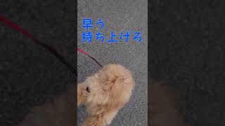 【初めて犬を飼う】トイプードルてん 散歩嫌い！！！