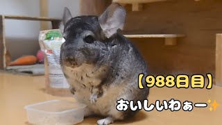 【988日目】おいしいわぁー✨【孤独な飼い主のペットとの生活】