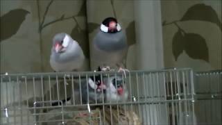 はちあお　、、文鳥、錦華鳥、十姉妹、ブンチョウ、キンカチョウ、