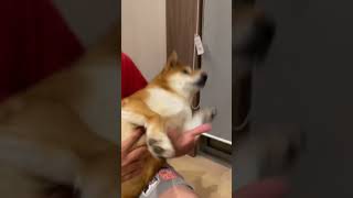 柴犬のハミガキ