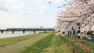 Shinano River Yasuragi Sakura path 新潟市信濃川やすらぎ堤緑地 の桜並木