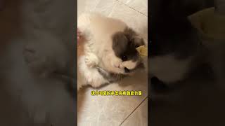 小猫咪为了罐罐有多拼被玩坏的猫咪