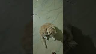 അയ്യോ 😡😡#foryou #cat #youtube #catlover #pets #shorts #pet #petlover #youtubeshorts