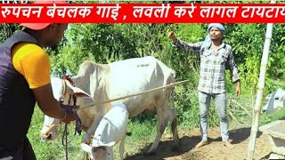 रुपचन बेचलक गाई , लवली करे लागल टायटाय || maithili comedy || rupchan google baba pingla comedy