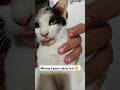 Money kyoun naraz hai #shortvideo #cat #cuteanimals #youtuber #cutepets #youtubeshorts #catlover