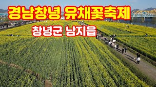 창녕 유채꽃 축제 (창녕군 남지읍) (4K 고화질 영상) / 나훈아 최신곡,