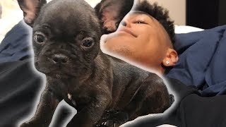 THE NEW DOG REVEAL!!