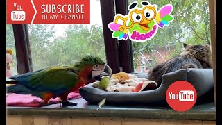 Weekdays in our house.Video from Zoo Home Channel