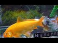 我的金魚錦鯉20110420