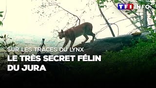 Sur les traces du lynx, le très secret félin du Jura