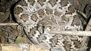 Vibora cascabel de diamante Crotalus Atrox