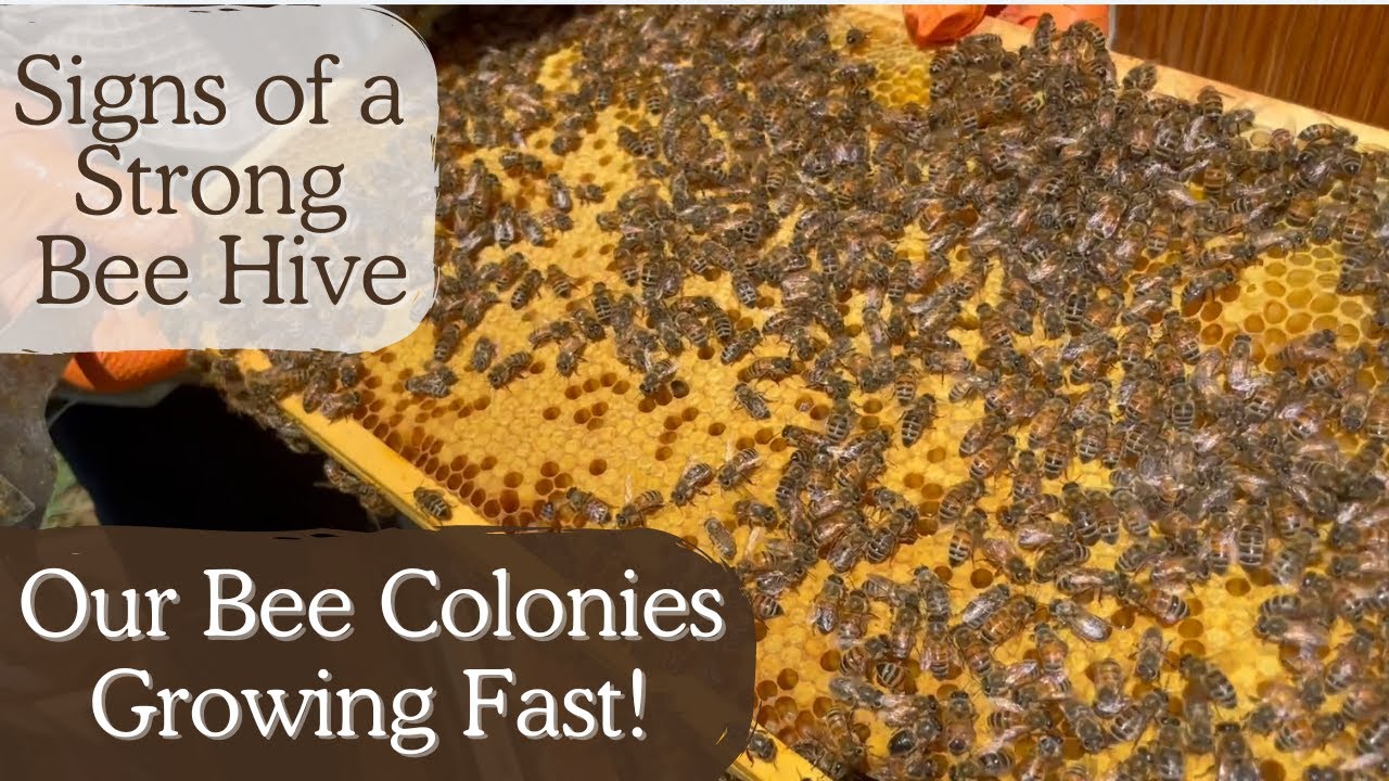 Signs Of A Strong Bee Hive Colony Bee Hives Beekeeping Youtube