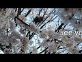 travel korea 수원화성 둘레길 벚꽃 水原华城樱花 cherry blossoms suwon hwasung korea